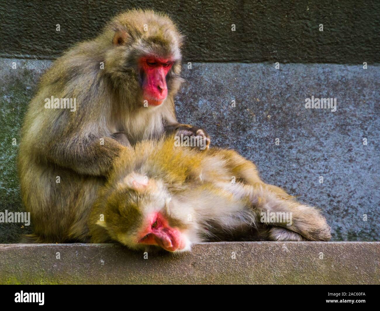 Tipico primate sociale comportamento, Macaque giapponese giovane toelettatura, scimmie tropicali dal Giappone Foto Stock