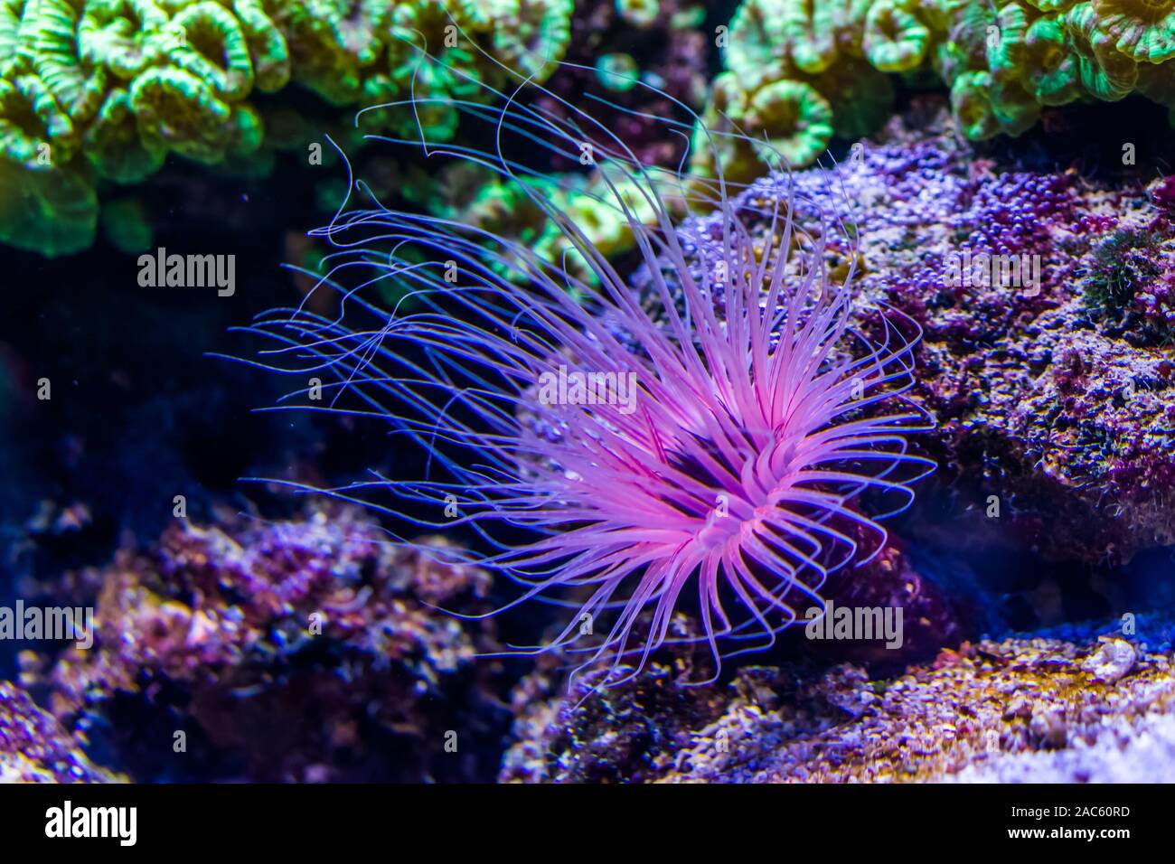 Tubo di fiore anemone marittimo in primo piano, viola e rosa colori al neon, tropicali specie animale dalla Indo-pacifico Foto Stock