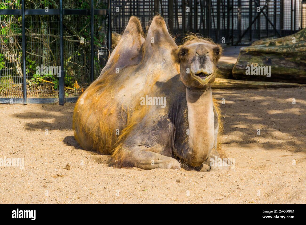 Adorabili ritratto di un cammello bactrian, popolare zoo animale Foto Stock