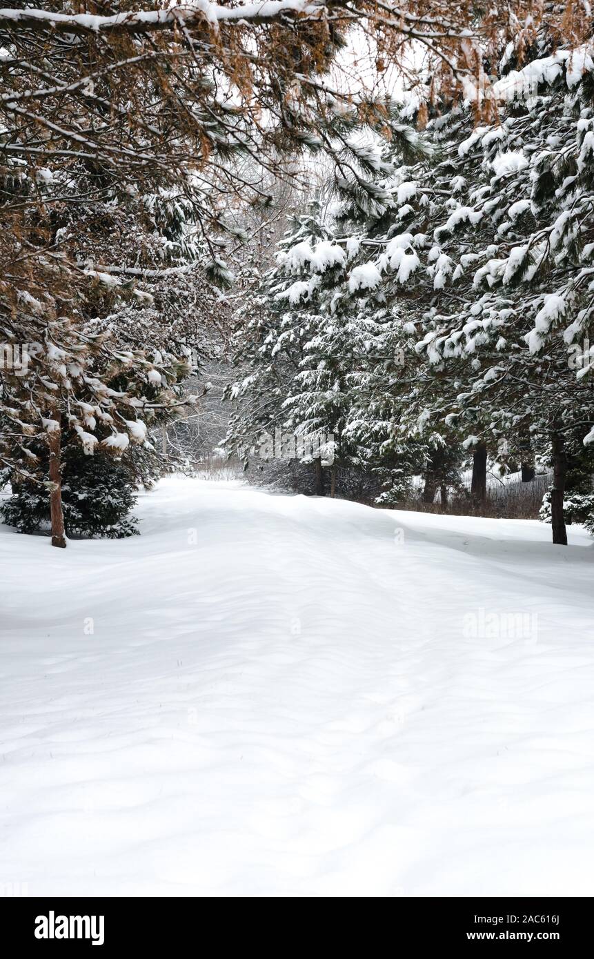 Scale e gli alberi in posizione di parcheggio coperto di neve. Foto Stock