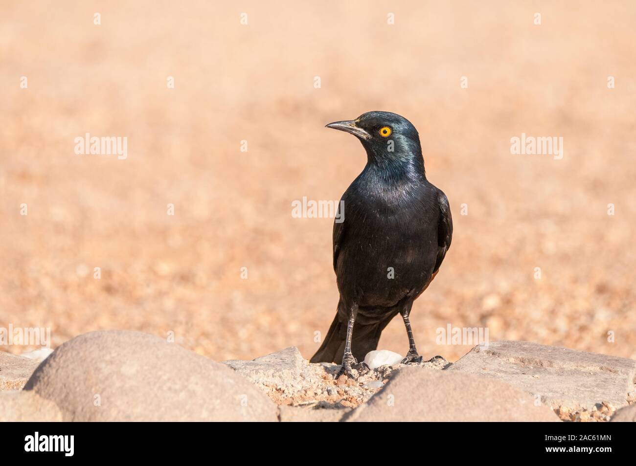 Pale-winged starling, Onychognathus nabouroup, Namibia Foto Stock
