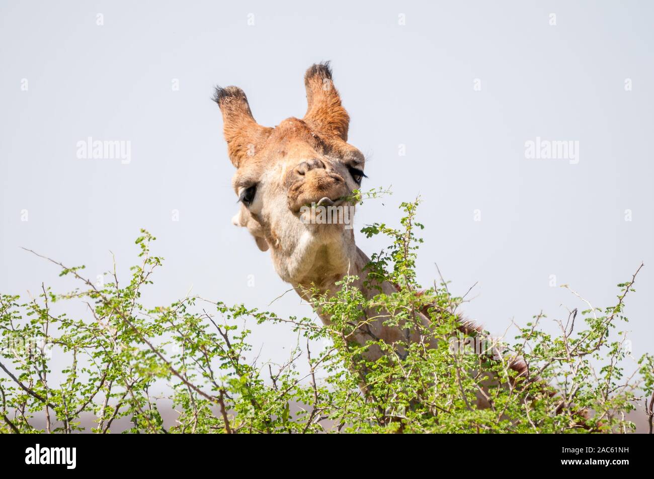 Tre-cornuto giraffe, Giraffa camelopardalis, mangiare, Namibia Foto Stock