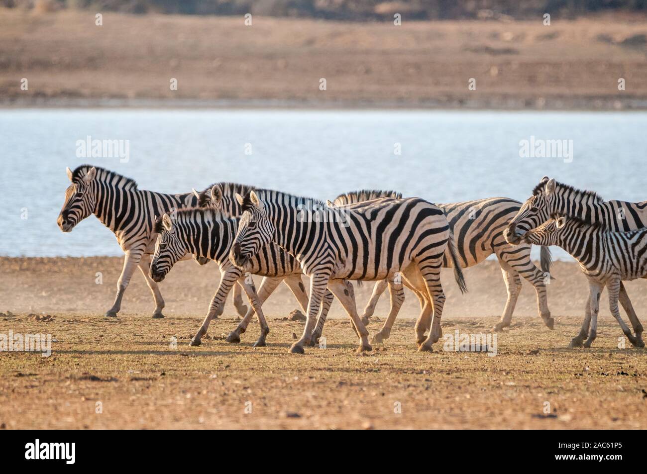 Comune di zebra, Equus quagga, accanto a waterhole, Namibia Foto Stock