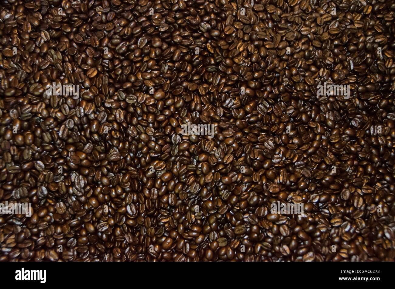 Caffè torrefatto in grani nel processo di raffreddamento, Kaleo's Koffee, Pua'a Kea Farm, Pa'auilo, Hamakua Coast, Big Island. Foto Stock
