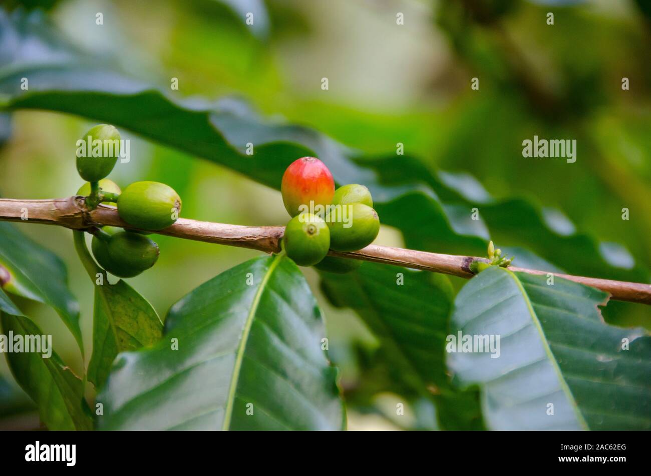 Rosso e verde le ciliegie di caffè su albero a Kaleo's Koffee orchard in Pa'auilo Mauka sulla Big Island. Foto Stock