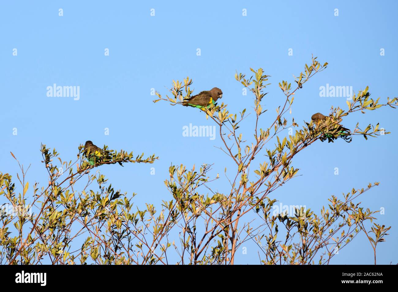 Pappagallo O Pappagallo Marroni Di Meyer, Poicephalus Meyeri, Macatoo, Delta Dell'Okavango, Botswana Foto Stock