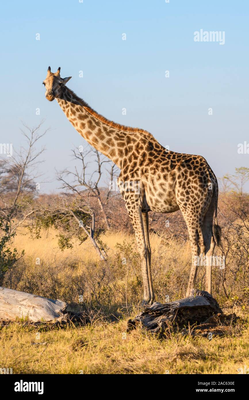 Giraffa Meridionale, Giraffa, Macatoo, Delta Dell'Okavango, Botswana Foto Stock