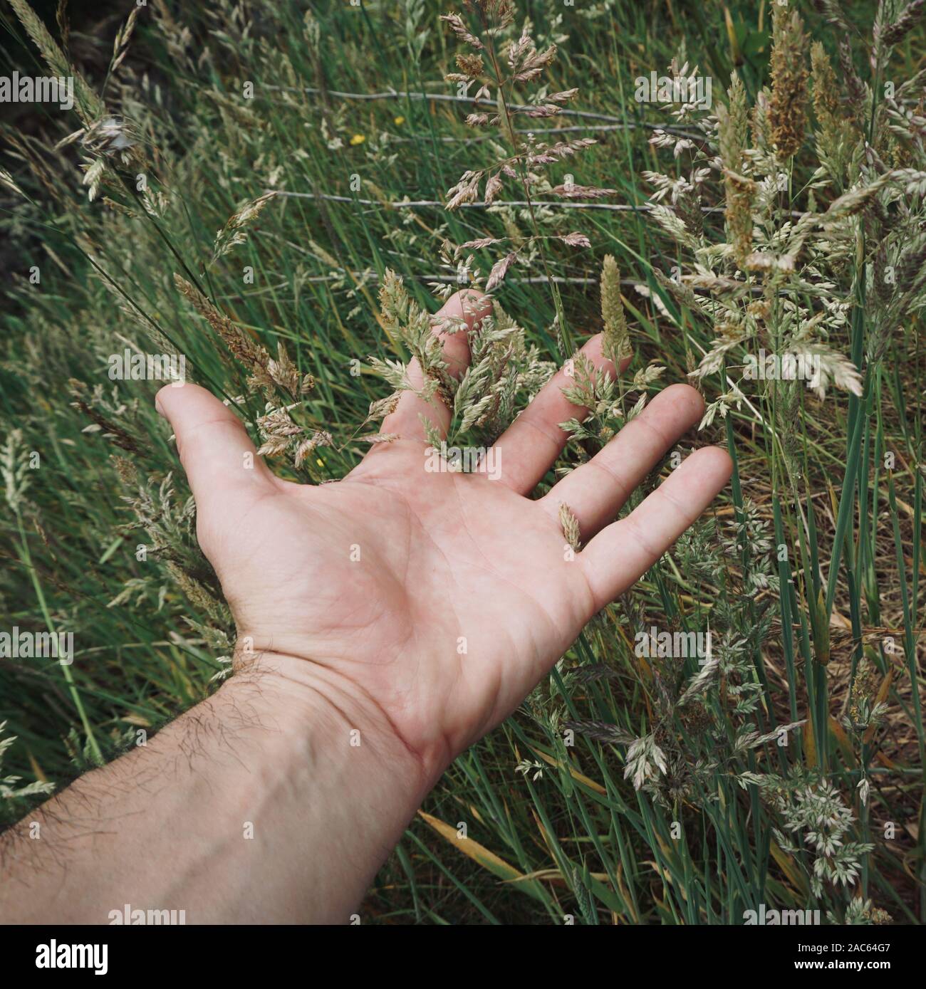 Man mano toccare piante verdi sentimento della natura Foto Stock