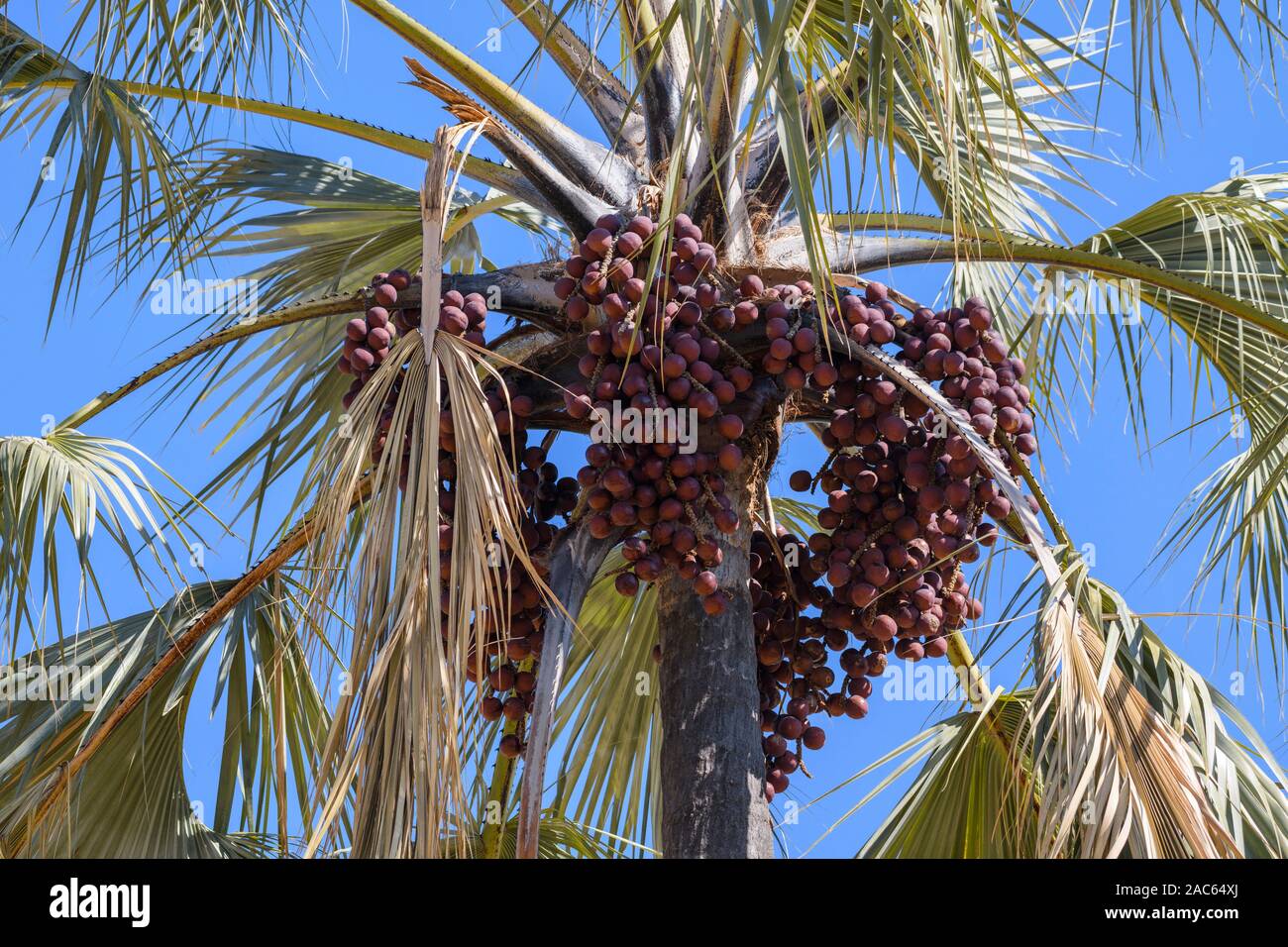 Lala frutti di palma, Hyphaene coriacea, Macatoo, Okavango Delta, Botswana Foto Stock