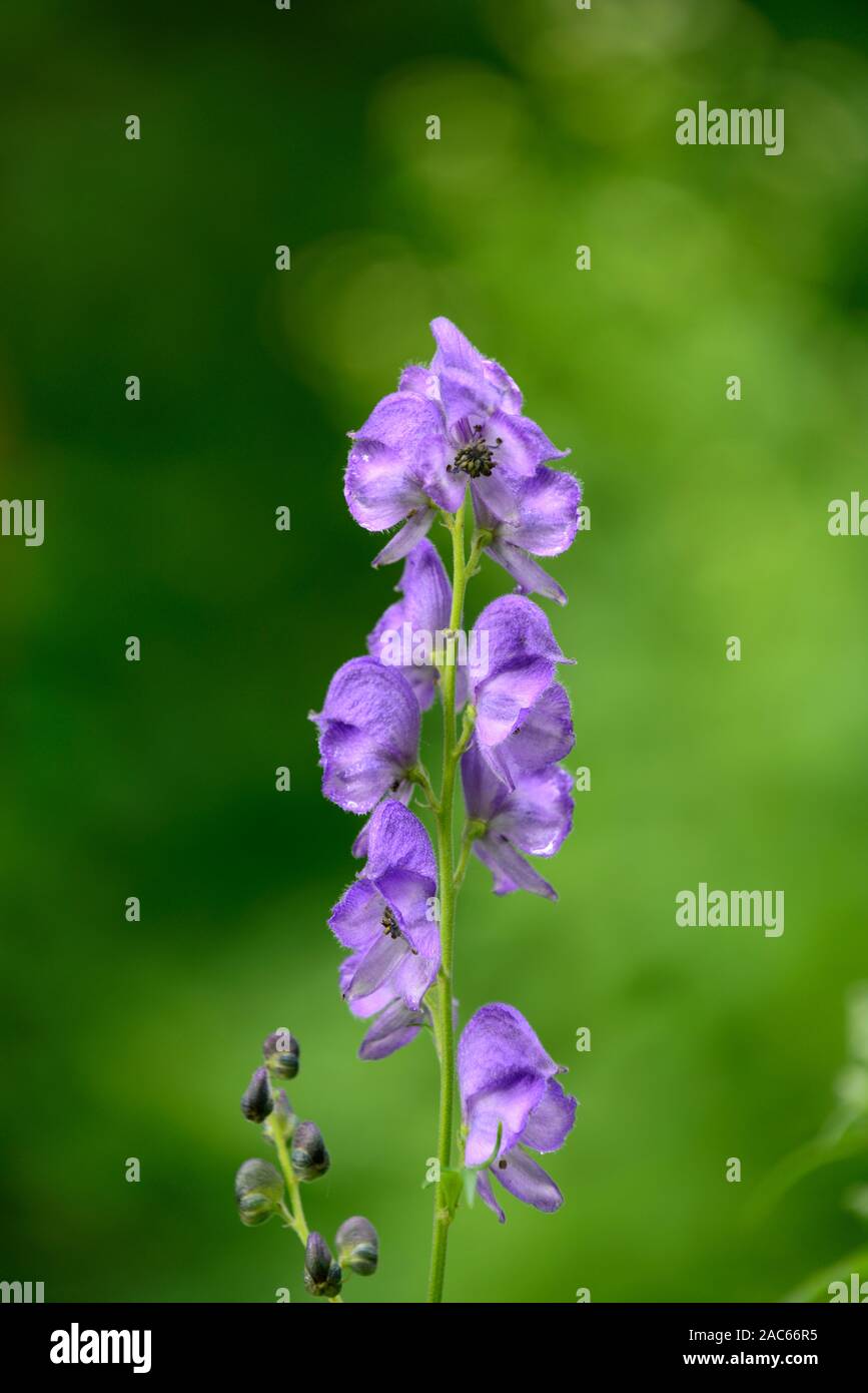 Aconitum carmichaelii arendsii,blu,viola,fiori,fioritura,autunno,wolfsbane,monkshood,RM Floral Foto Stock