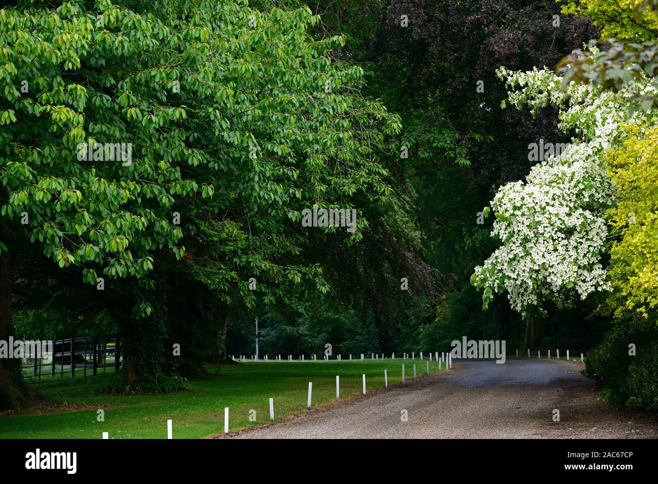 Cornus kousa,bianco,bract,brattee,fiori,fiore,fioritura,Molla,corniolo, sanguinello,,ornamentali tree,RM Floral Foto Stock