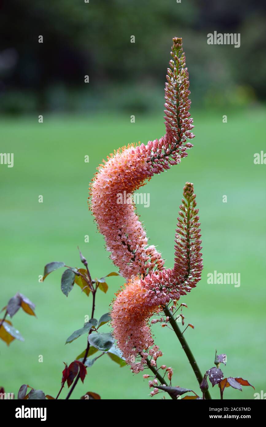 Eremurus Cleopatra,arancione di coda di volpe Lily,arancio deserto candela,fiore spike,twisted,attorcigliato,piegato,deformata,punte,guglie,guglie,giardino,giardino,RM Floral Foto Stock