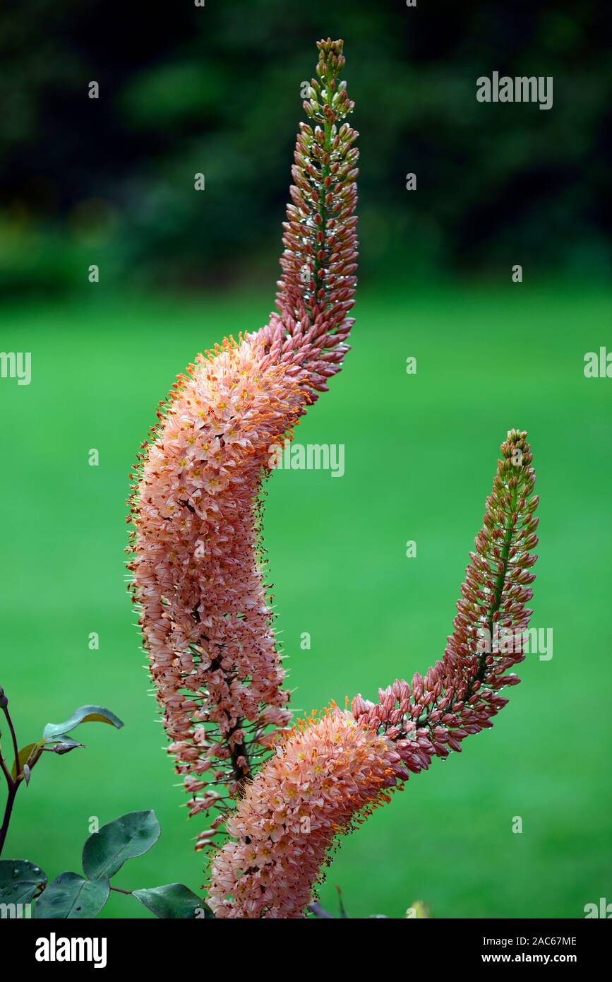 Eremurus Cleopatra,arancione di coda di volpe Lily,arancio deserto candela,fiore spike,twisted,attorcigliato,piegato,deformata,punte,guglie,guglie,giardino,giardino,RM Floral Foto Stock