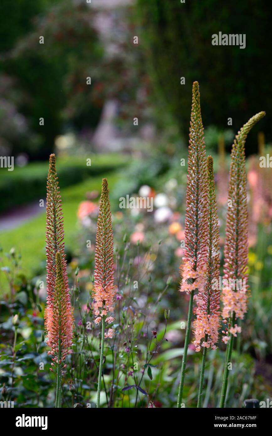 Eremurus Cleopatra,arancione di coda di volpe Lily,arancio deserto candela,fiore spike,punte,guglie,guglie,giardino,giardino,RM Floral Foto Stock