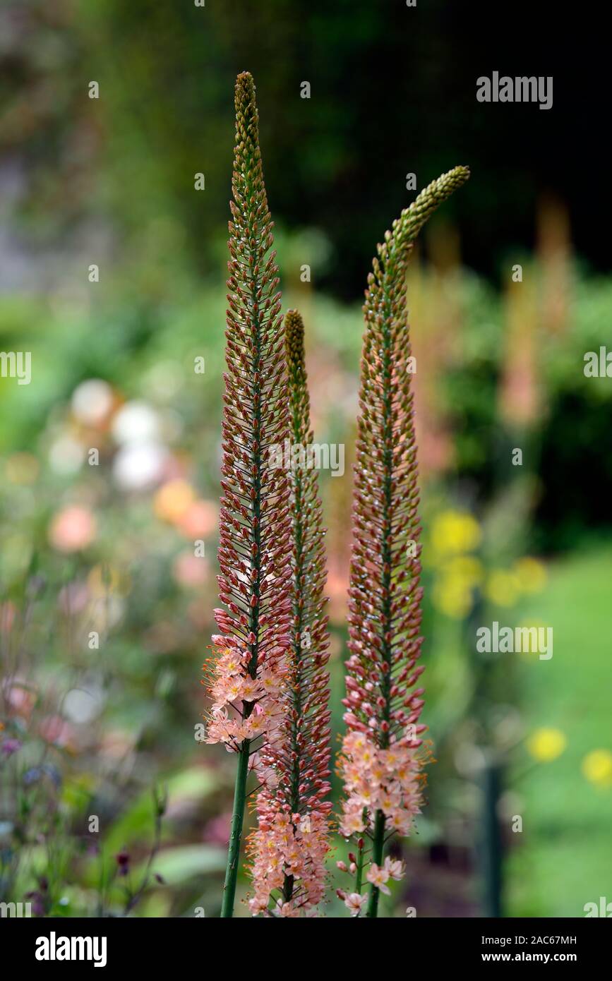 Eremurus Cleopatra,arancione di coda di volpe Lily,arancio deserto candela,fiore spike,punte,guglie,guglie,giardino,giardino,RM Floral Foto Stock