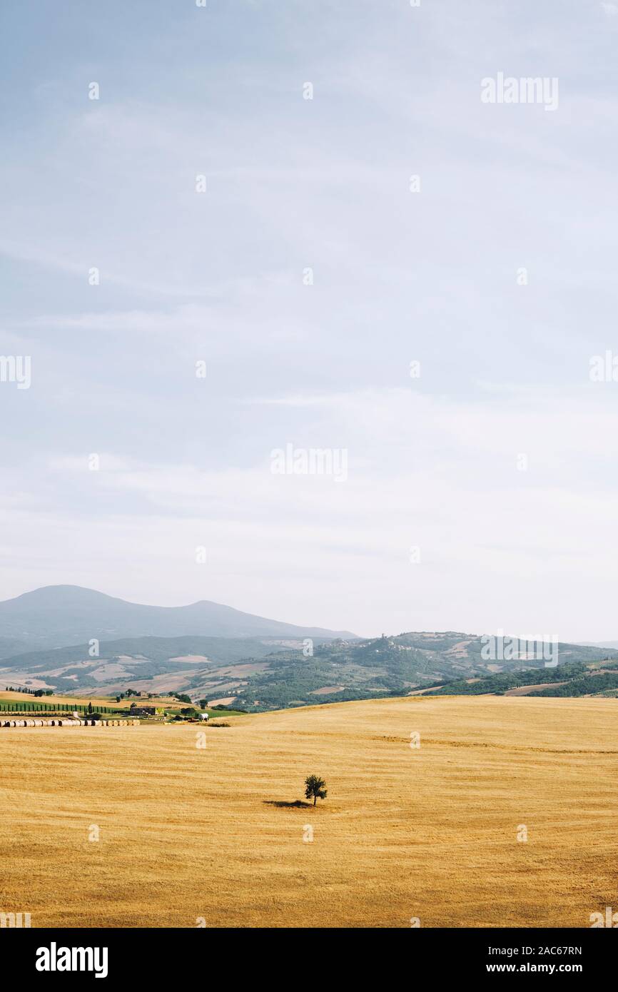 Un singolo lone tree in estate rurale terreno agricolo coltivabile paesaggio di campagna della Val d'Orcia vicino a Pienza Toscana Italia Europa - Crete Senesi Foto Stock