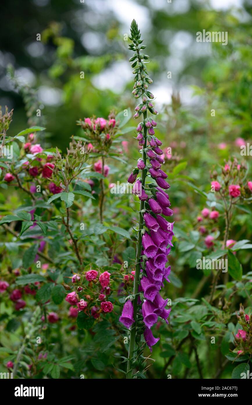 Digitalis purpurea,red rose,rose,foxglove,foxgloves,mix,miscelati,fiore,fiori,fioritura,classico giardino inglese combinazione,dei regimi di impianto,giardino Foto Stock