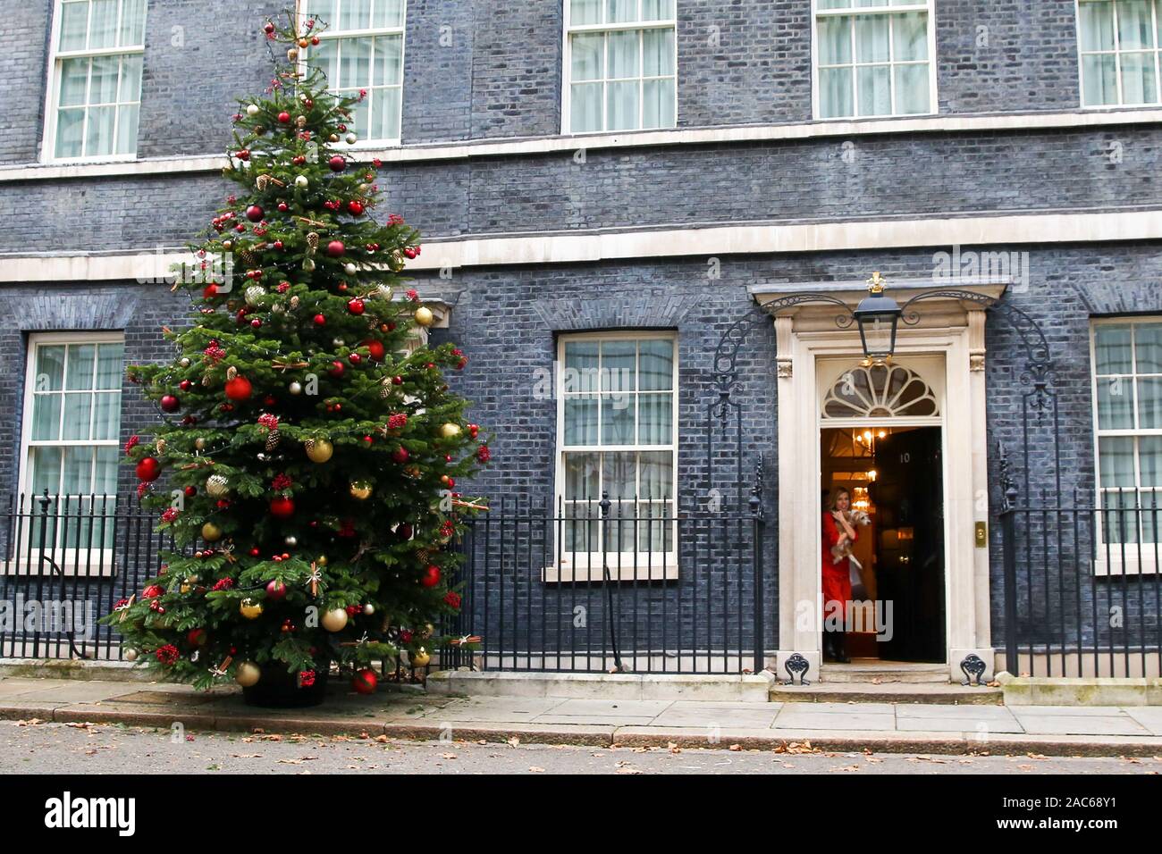 Londra, Regno Unito. 30 Novembre, 2019. 30 nov 2019 - un gigantesco albero di Natale con decorazioni sorge su di Downing Street come Carrie Symonds, partner di primo ministro Boris Johnson, foglie n. 10 di Downing Street con Dilyn, di Downing Street cane. Credito: Dinendra Haria/Alamy Live News Foto Stock