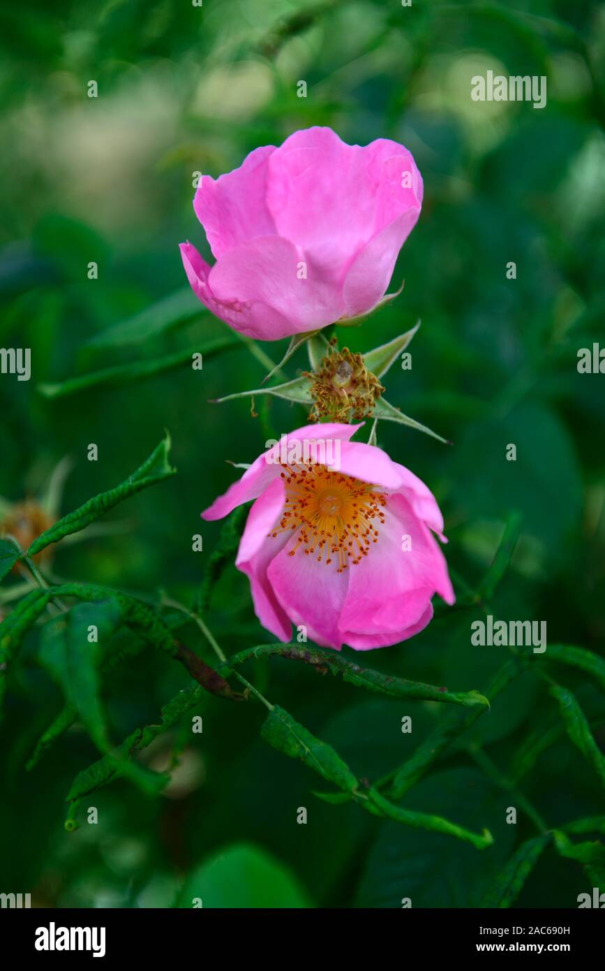 Rosa complicata,Rosa complicata,fiori rosa,rosa selvatica,gallica rosa ad arbusto,arbusto rose,fiori,fioritura,giardino,RM floral Foto Stock