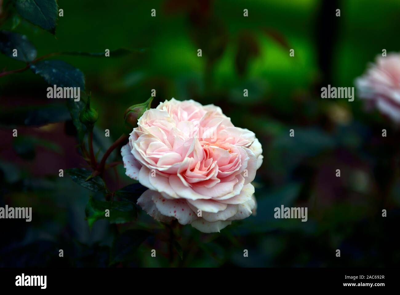 Rosa joie de vivre,rosa joie de vivre,rosa ad arbusto,fiore rosa,fiori rosa,fiori,fioritura,giardino,RM floral Foto Stock