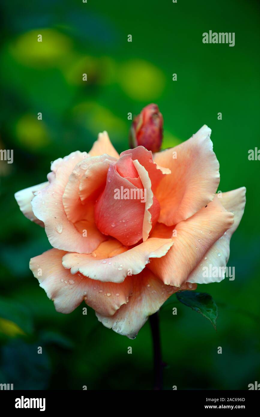 Rosa ricordati di me,cocdestin,tè ibrido,arancione rosa,rose,fiori profumati,fiori,fioritura, RM Floral Foto Stock