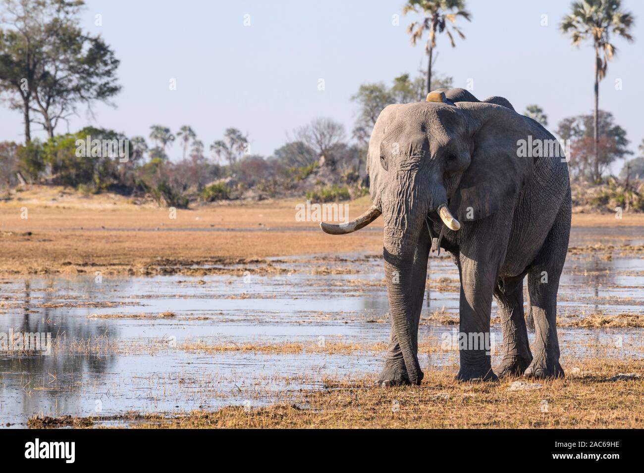 Elefante africano maschio, Loxodonta africana, indossando un collare d'inseguimento, Macatoo, Okavango Delta, Botswana Foto Stock