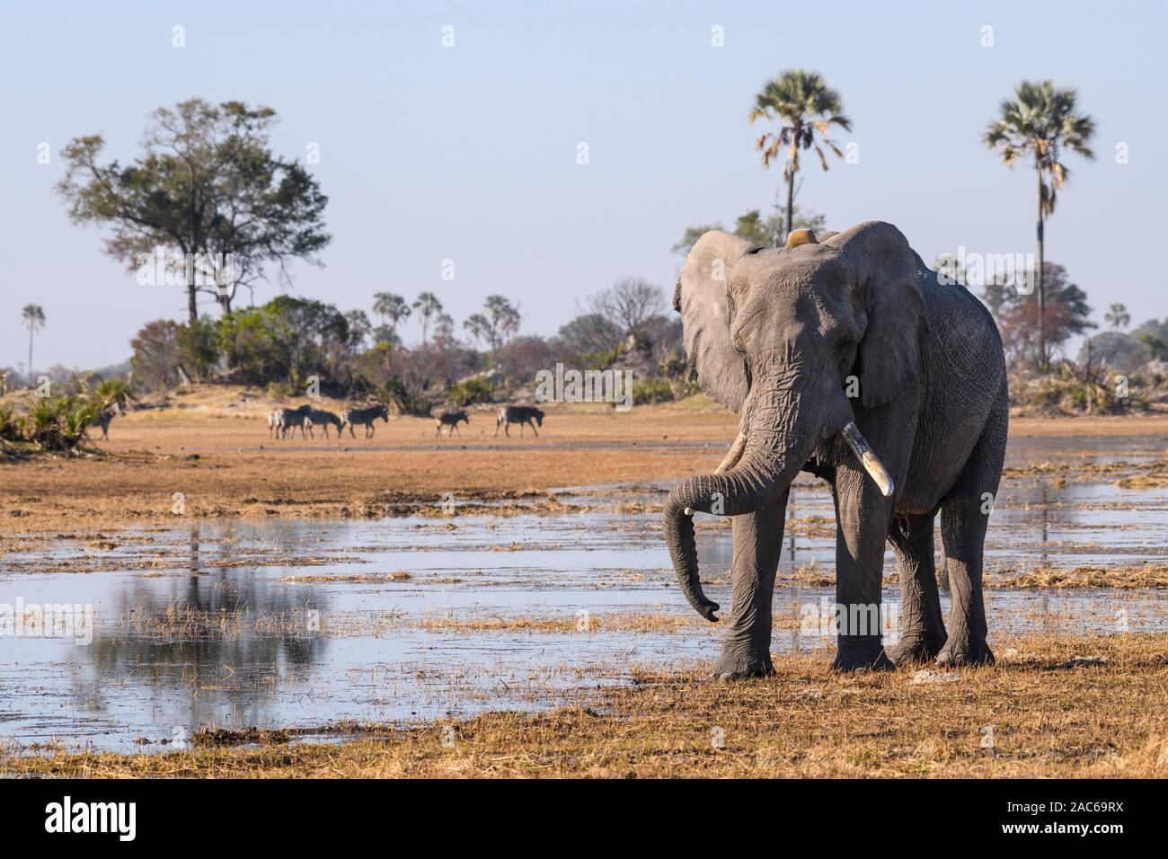 Elefante africano maschio, Loxodonta africana, riposando il suo tronco sulle sue zanne, indossando un collare di inseguimento, Macatoo, Okavango Delta, Botswana Foto Stock