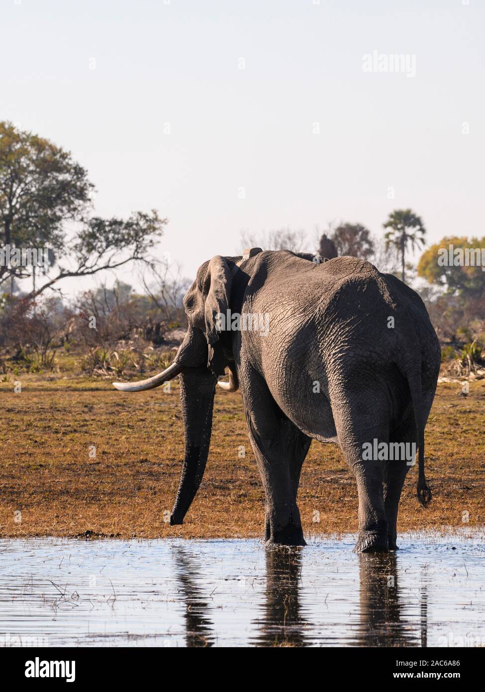 Elefante africano maschio, Loxodonta africana, indossando un collare d'inseguimento, Macatoo, Okavango Delta, Botswana Foto Stock