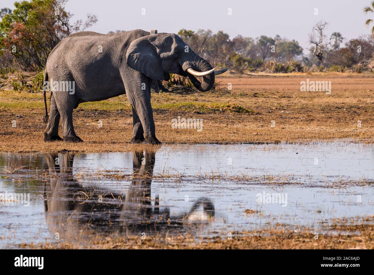 Elefante africano maschio, Loxodonta africana, bere, indossare un collare d'inseguimento, Macatoo, Okavango Delta, Botswana Foto Stock