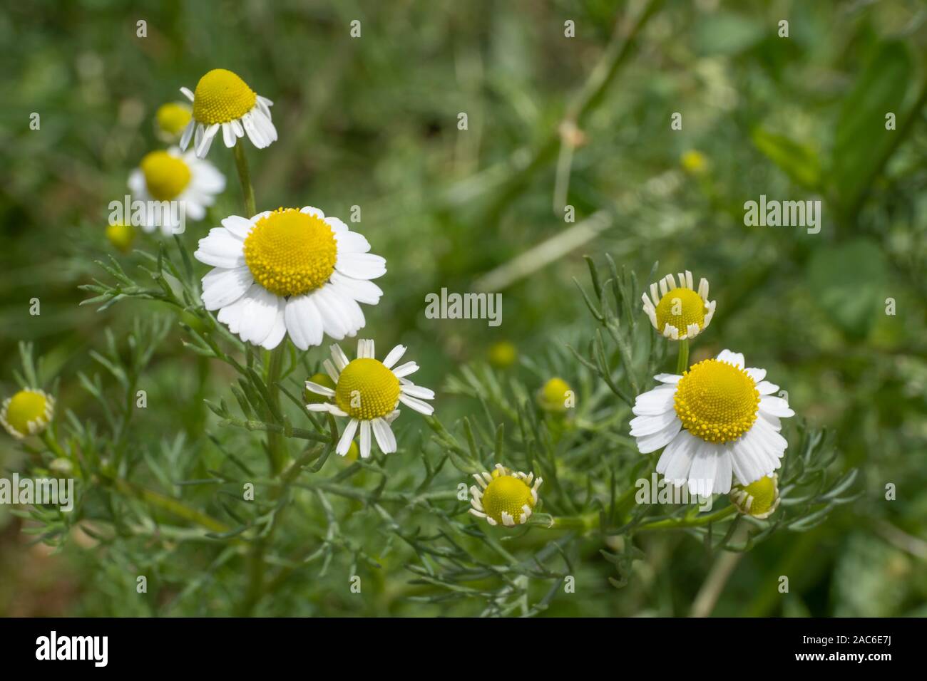 Tedesco (Camomilla Matricaria chamomilla) sul verde backgrond. Soft focus Foto Stock