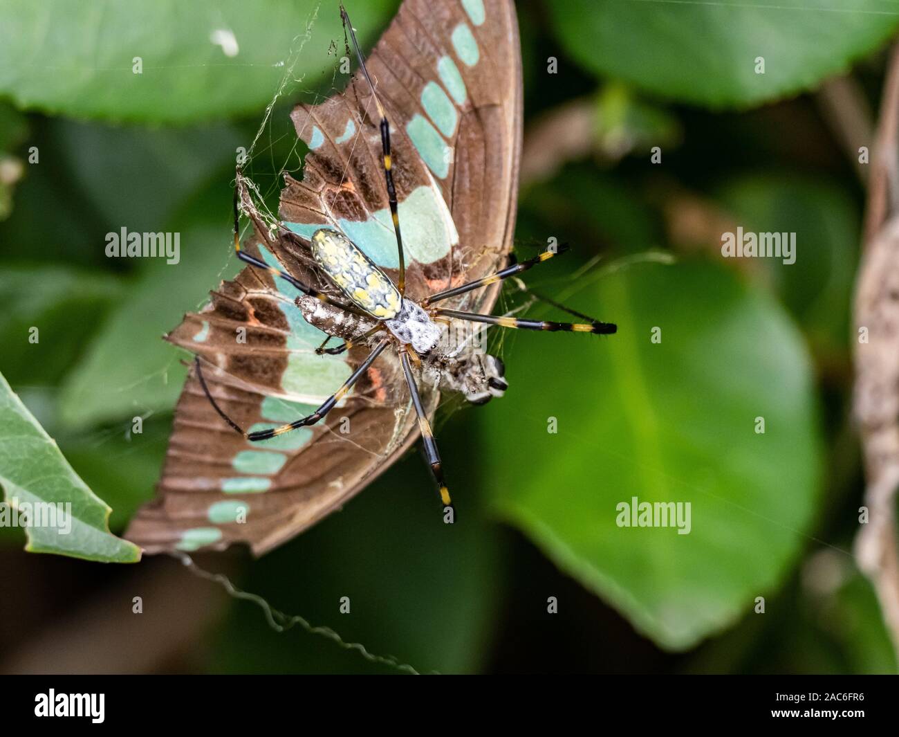 Un Graphium sarpedone bluebottle butterfly è sospeso il web di un ragno joro, Nephila clavata, che alimenta il suo appena catturato in preda. Vicino Yok Foto Stock