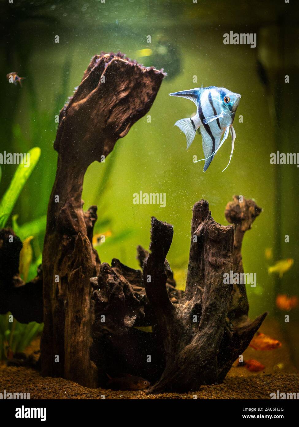 Angelfish in un comunitary acquario tropicale (Pterophyllum scalare) Foto Stock