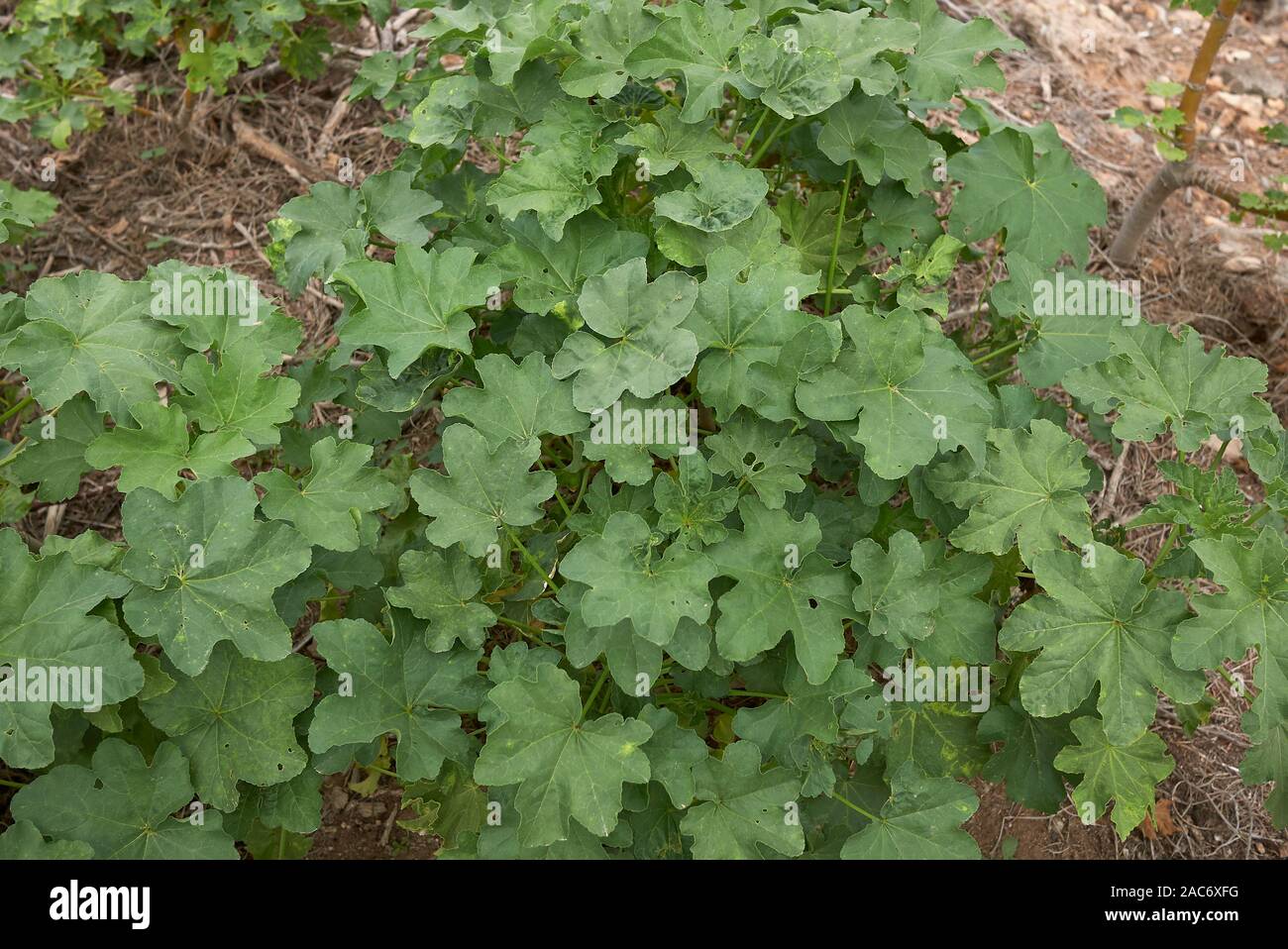 Piante incolte di Malva arborea in isola di Ibiza Foto Stock