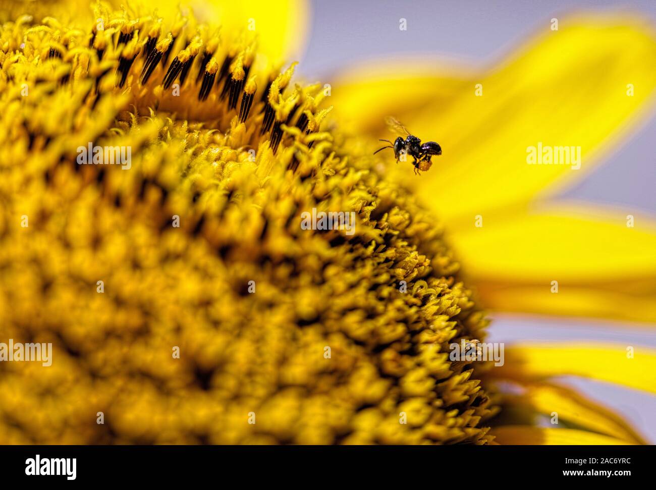 Macro fotografia di fiori di ape e sole Foto Stock