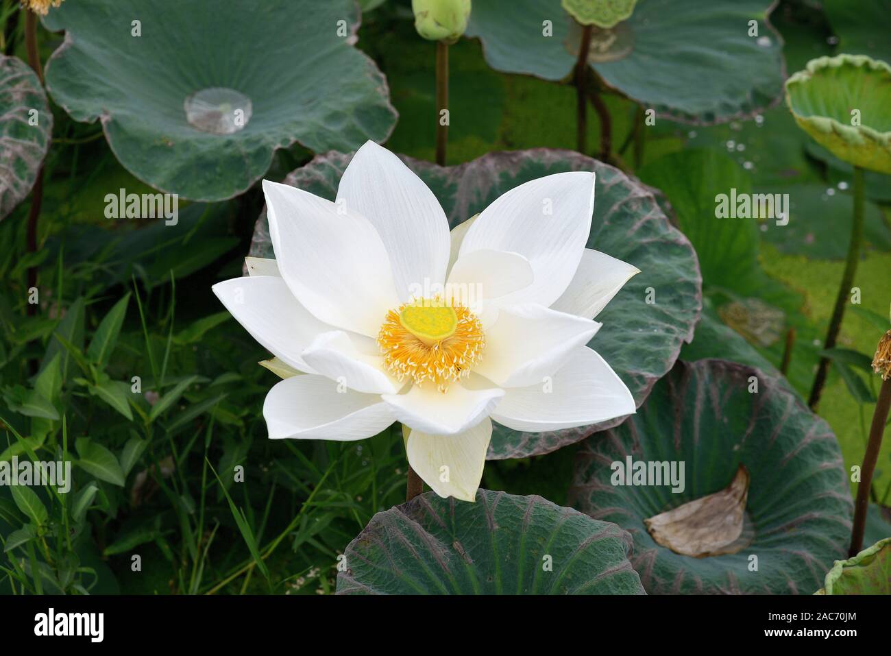 Lotusblume Foto Stock