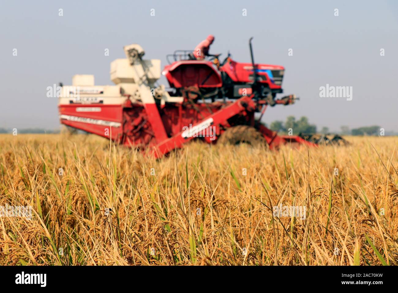 Bardhaman, Bengala Occidentale, India, il 29th novembre 2019- Combina la mietitura del riso in un giorno luminoso. Taglio del riso. Raccolta del riso mediante mietitrebbia. Foto Stock