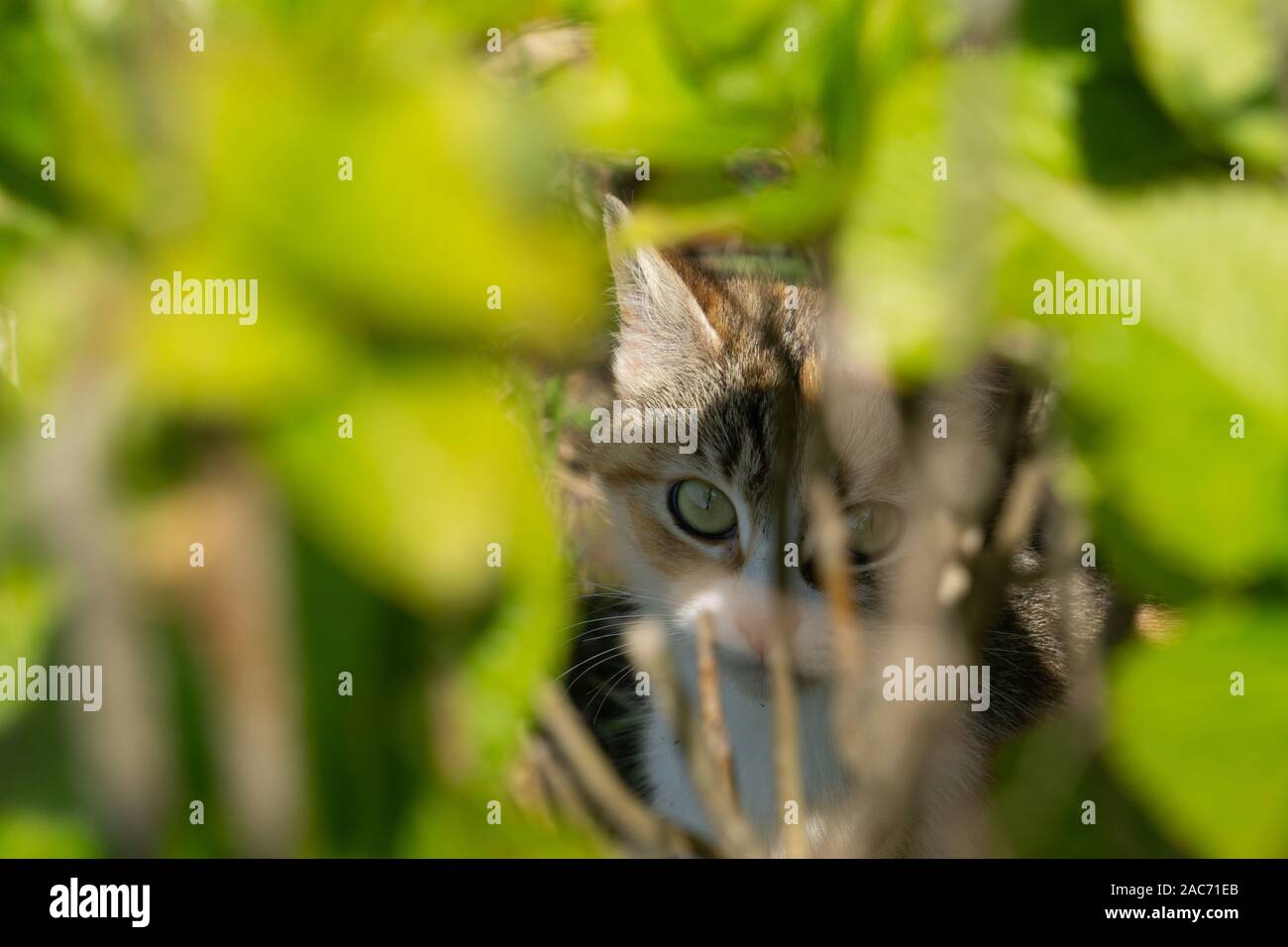 Il gatto in giardino Foto Stock