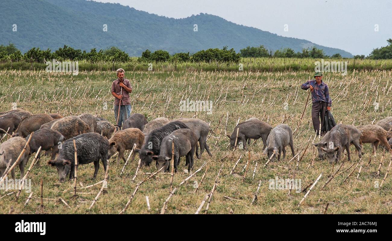 Pigmen vicino a Telavi, Kakheti, Georgia Foto Stock