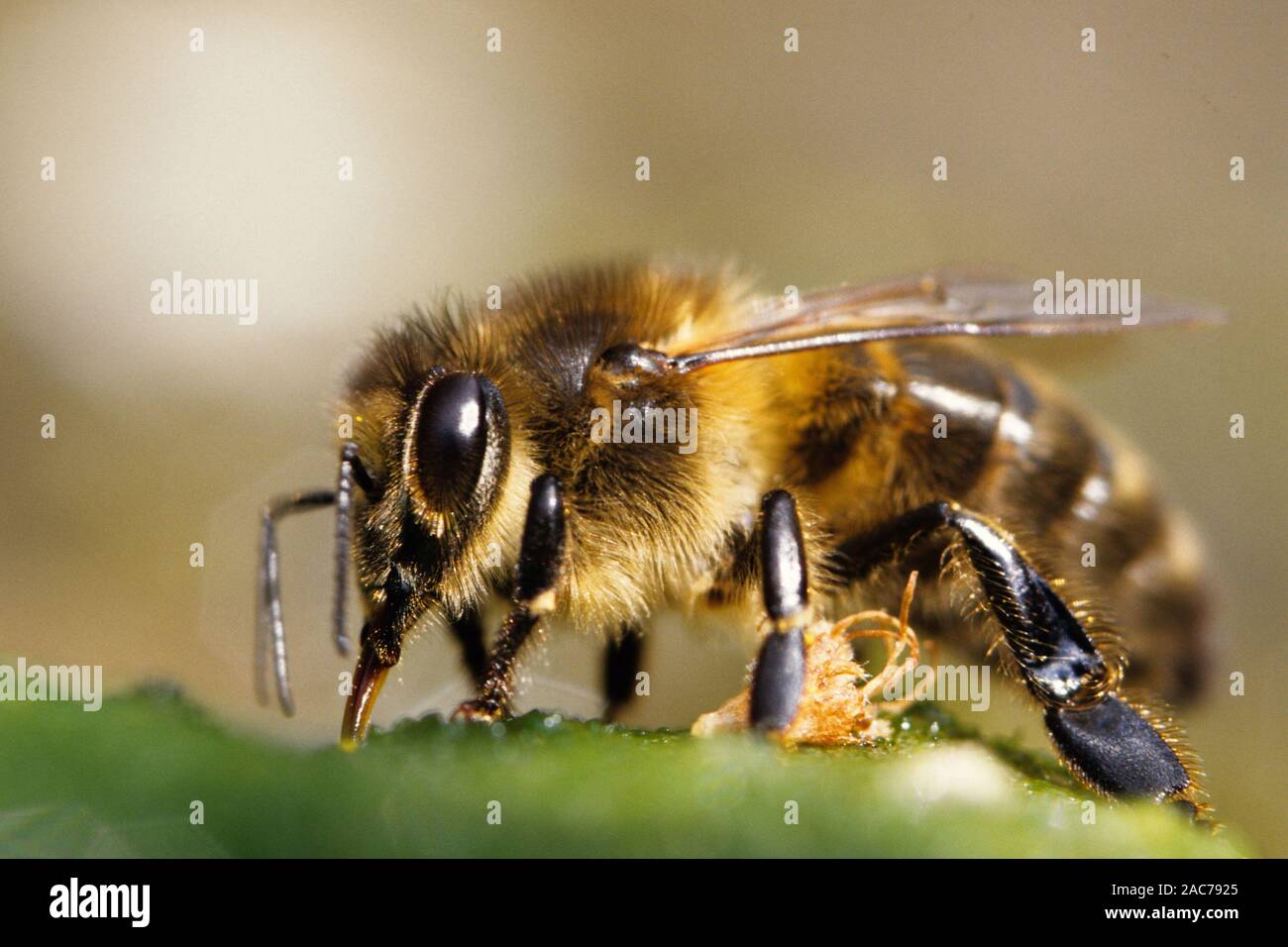 Hongbiene, (Apis mellifera), Foto Stock