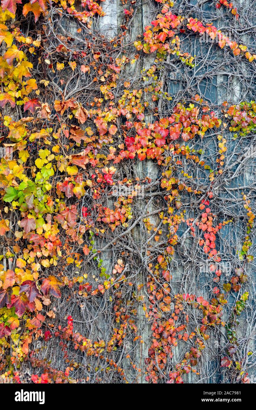 Vigne, fine estate, inizio autunno, cultivar di uve di vitigni nazionali, da Dominique Braud/Dembinsky Foto Assoc Foto Stock