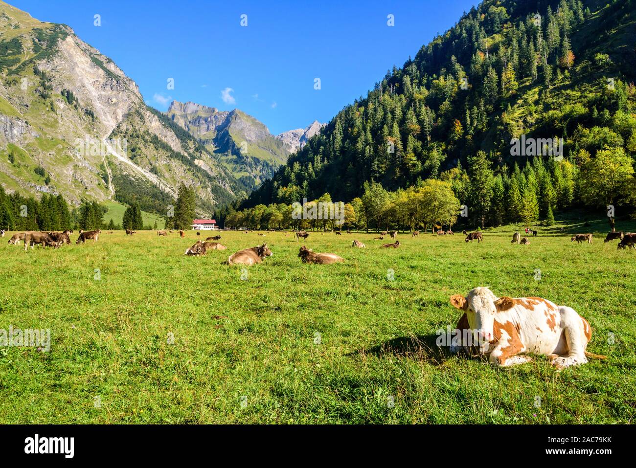 Una mandria di mucche al pascolo su un prato alpino nell'idilliaco Oytal vicino a Oberstdorf Foto Stock