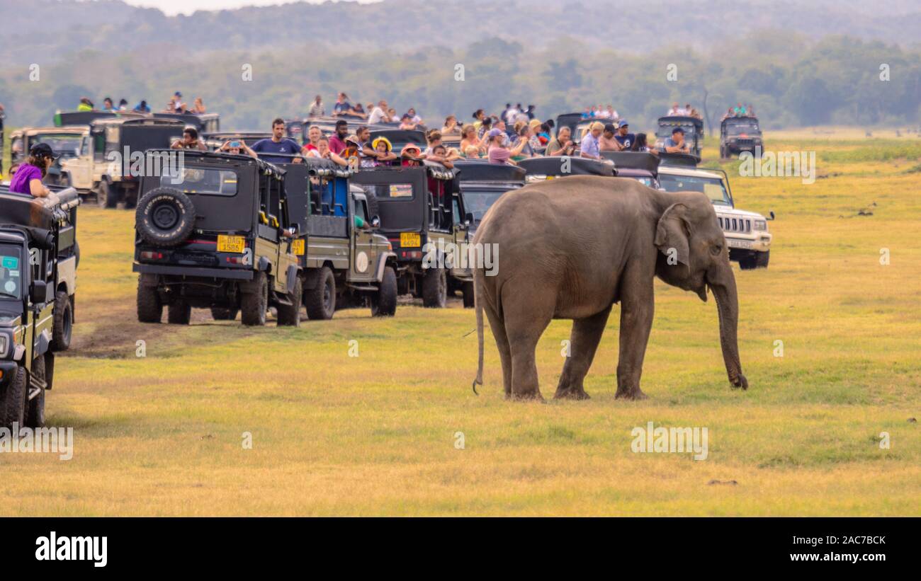Massen an Touristen fotografieren einen Elefanten in Sri Lanka Foto Stock