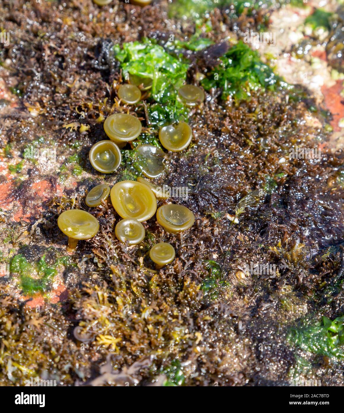 Buttonweed (Himanthalia elongata) un tipo di alga marina Foto Stock