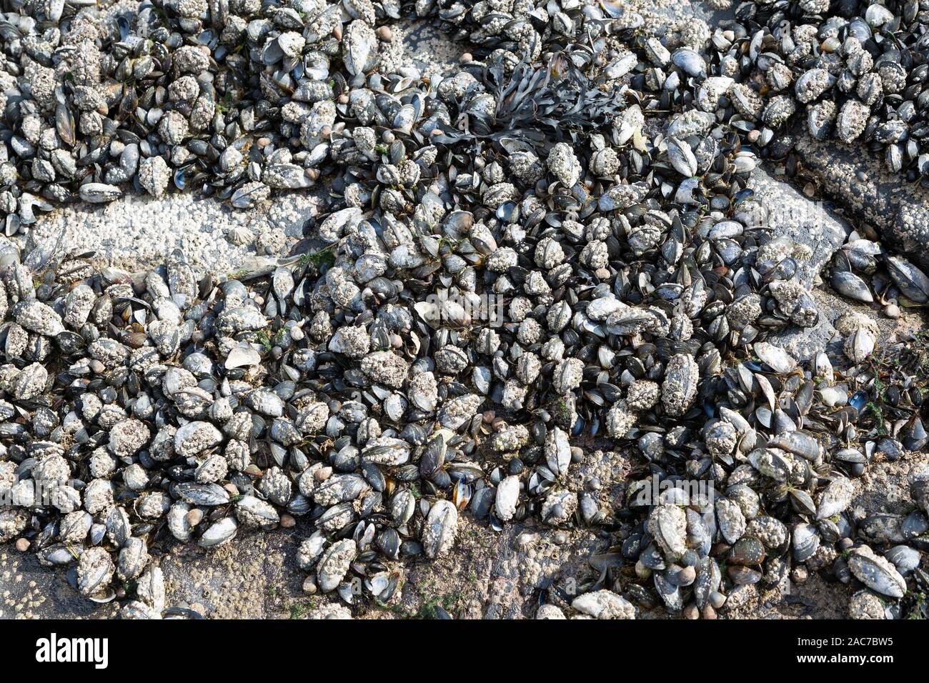 Cozze con la bassa marea crescente sulle rocce Foto Stock