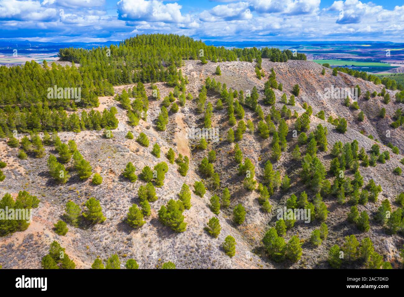 Alberi di pino in una area forestale. Foto Stock