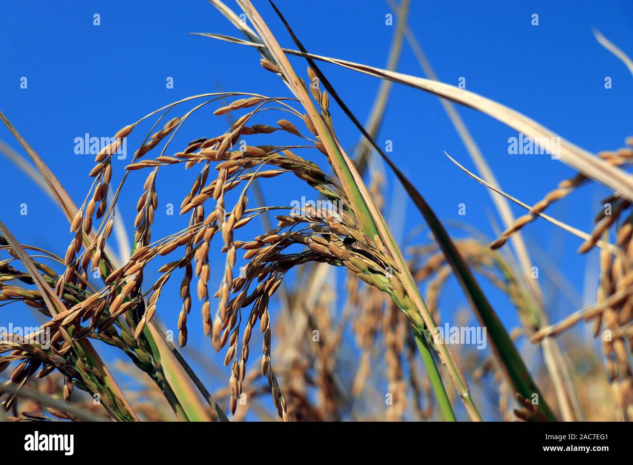 Le piante di riso su sfondo blu. Pianta di riso in risaia sotto il cielo blu. Campo di riso al mattino. close up giallo verde campo di riso. Foto Stock