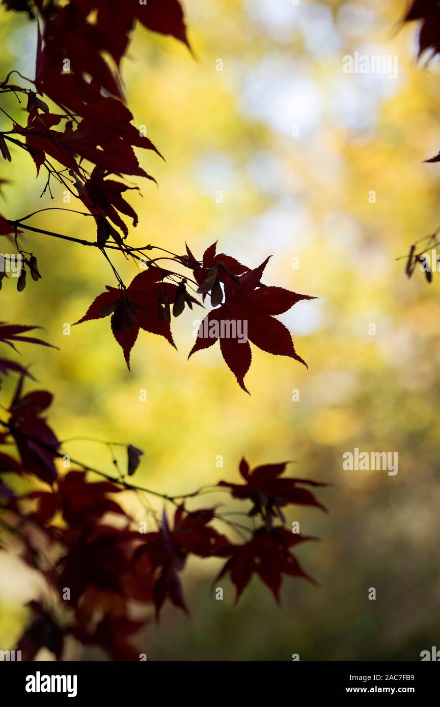 Acer Palmatum Osakazuki. Giapponese acero in autunno Foto Stock