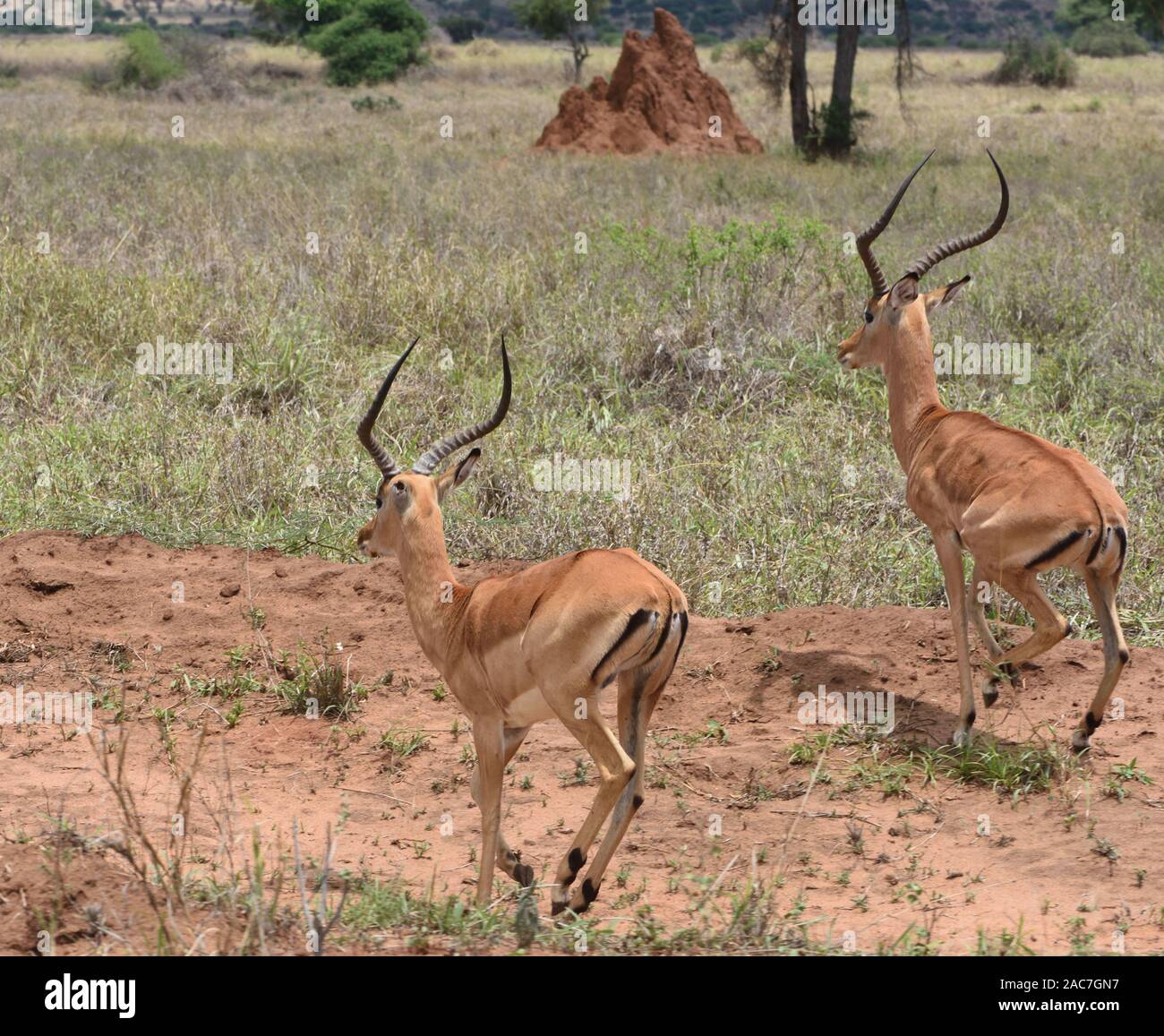 Impala maschio (Aepyceros melampus) verticale che mostra in bianco e nero di coda verticale e natica contrassegni unici di questo antilopi. Parco Nazionale di Tarangire e Foto Stock