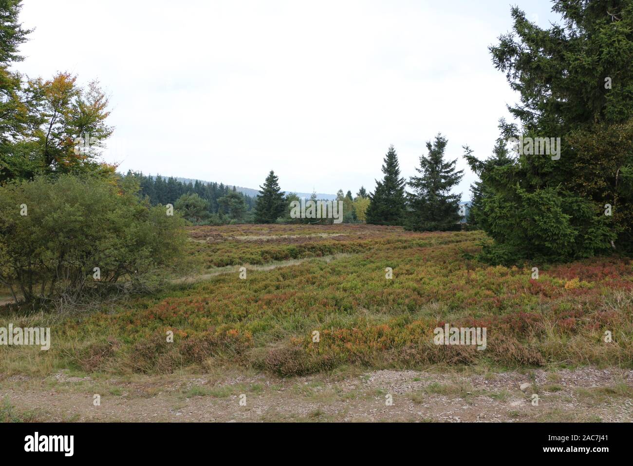 Herbst auf der Hochheide in Willingen im Sauerland Foto Stock