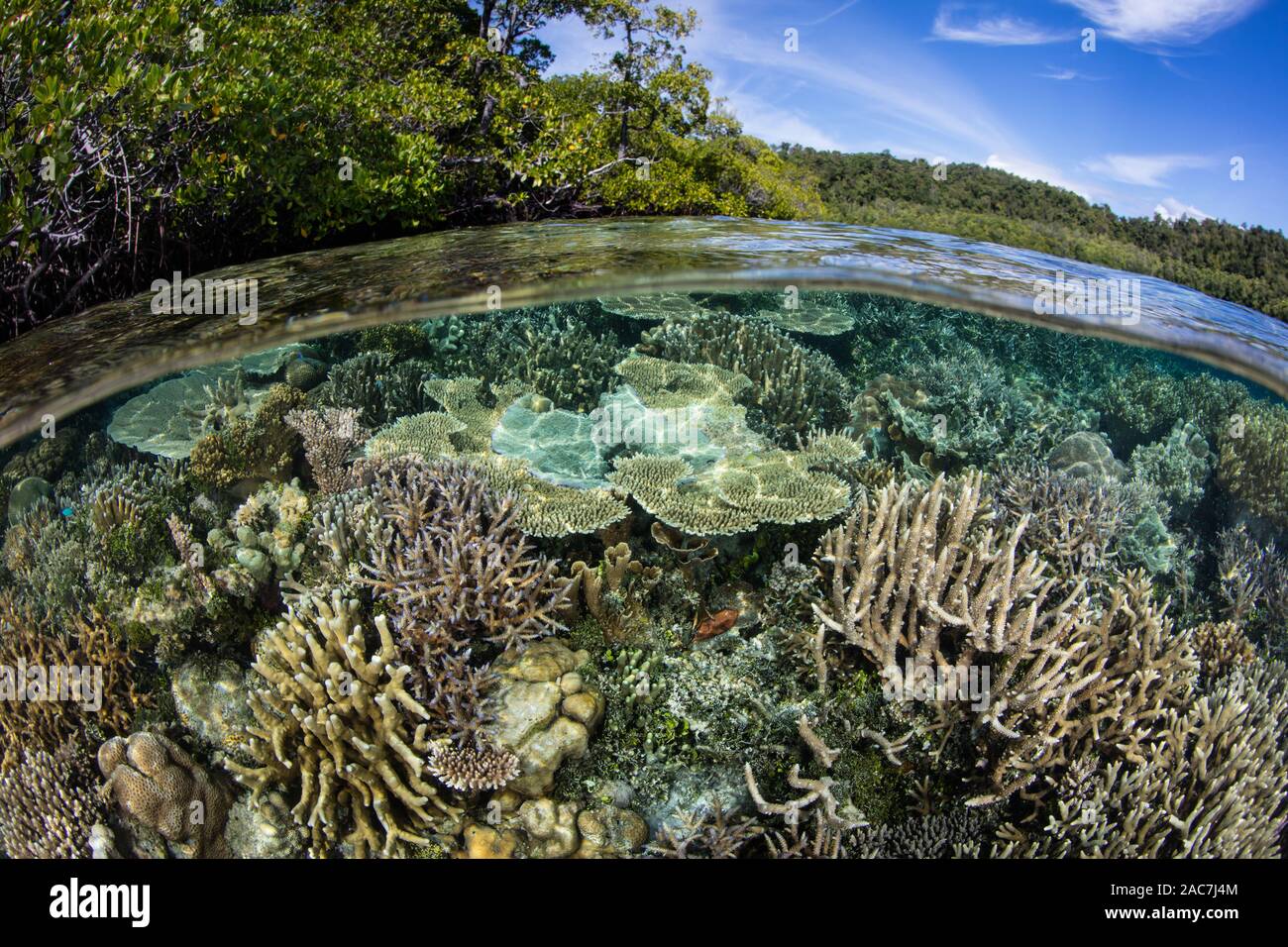 Coralli sani prosperare lungo il bordo di un'isola in Raja Ampat, Indonesia. Questa regione tropicale è noto per la sua incredibile biodiversità marina. Foto Stock